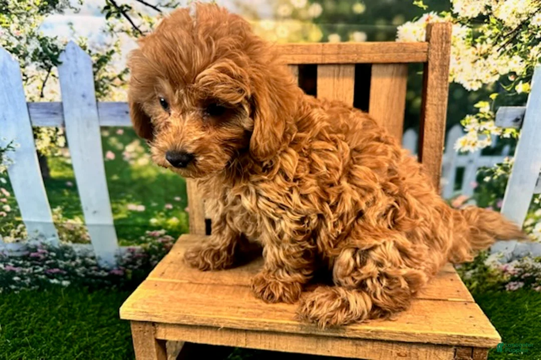Maltipoo dogs for sale: Oliver - Ad 5