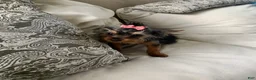 Yorkshire Terrier dogs for sale: Bella - Ad 2
