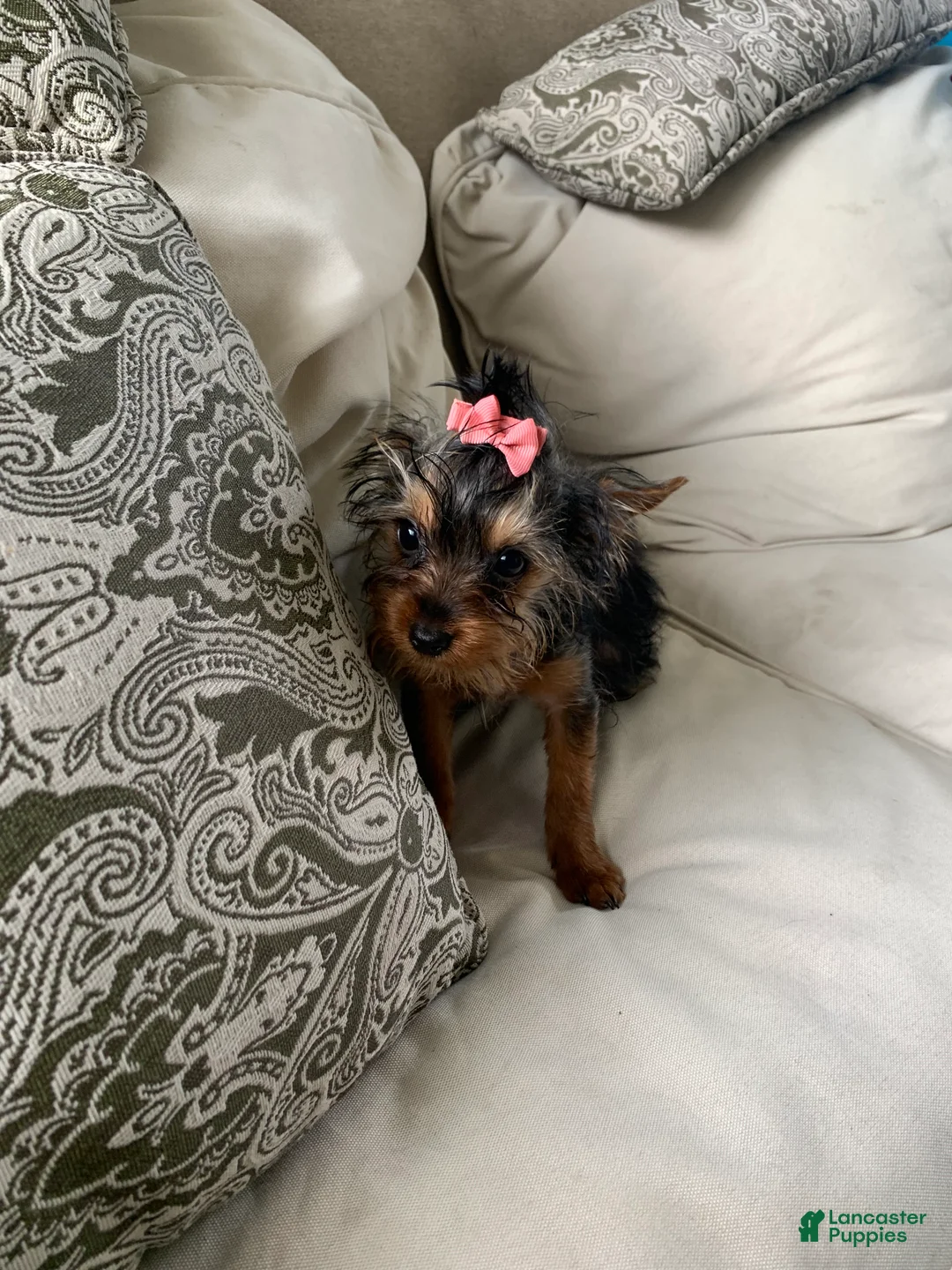 Yorkshire Terrier dogs for sale: Bella - Ad 2