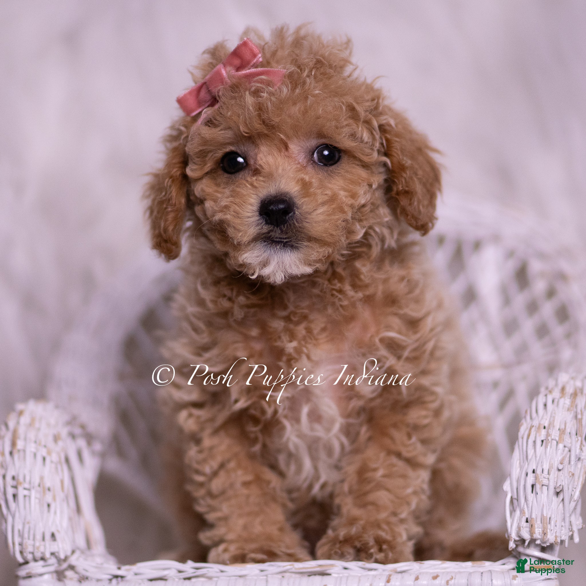 Maltipoo dogs Kinsley - Ad 32