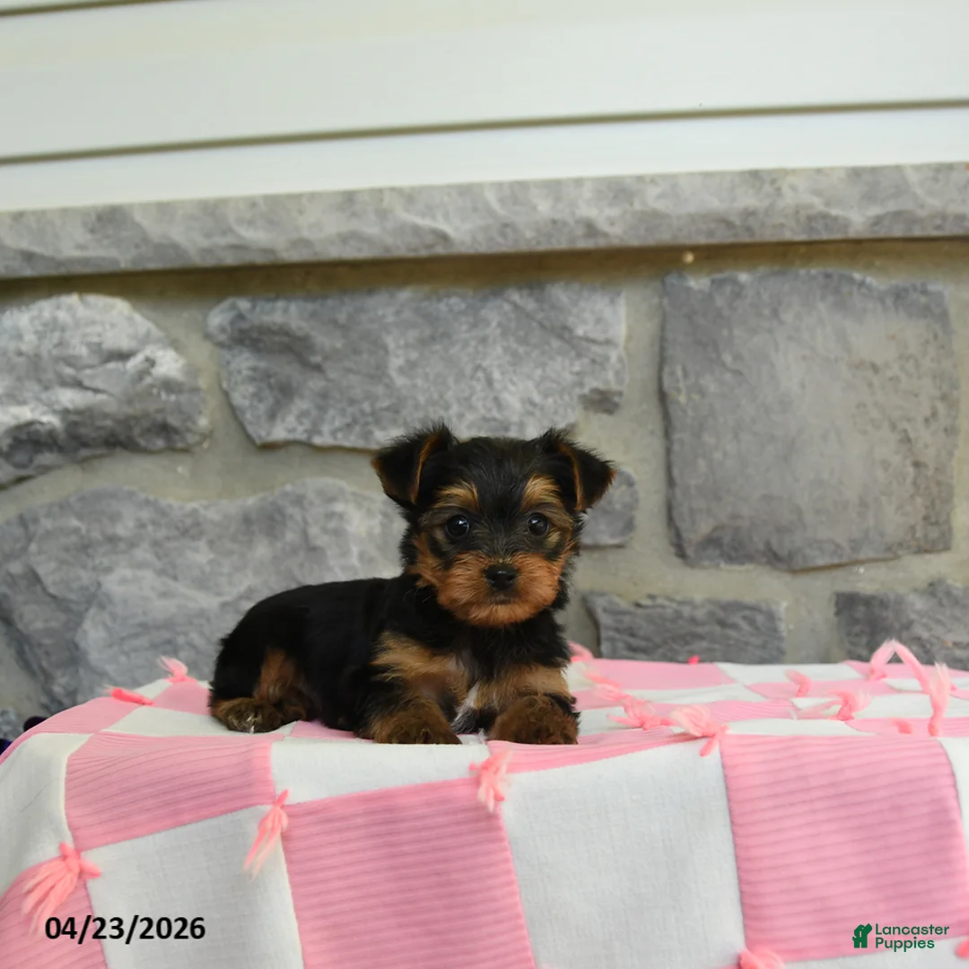 Yorkshire Terrier dogs for sale: Taffy - Ad 3