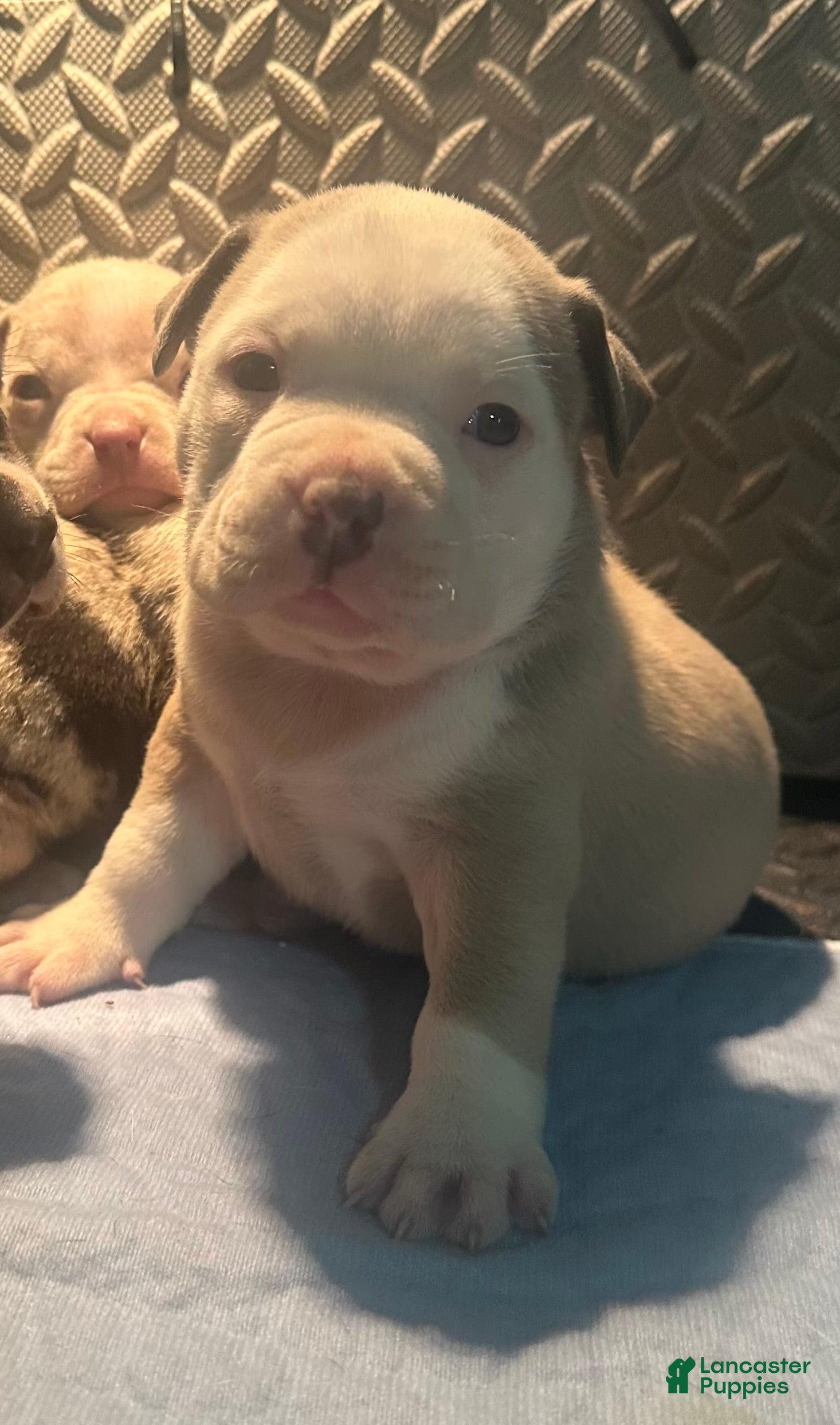American Bully dogs Bailey  - Ad 24