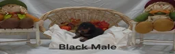 Rottweiler dogs for sale: Black - Ad 4