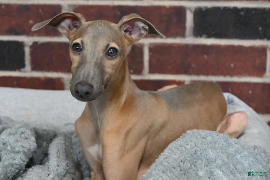 Italian Greyhound dogs for sale: Jersey - Ad 2