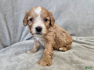 Cavapoo dogs Gnocchi - Ad 7