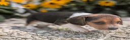 Beagle dogs for sale: Eggs - Ad 6