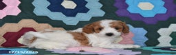 Mixed Breed dogs for sale: Susie - Ad 3