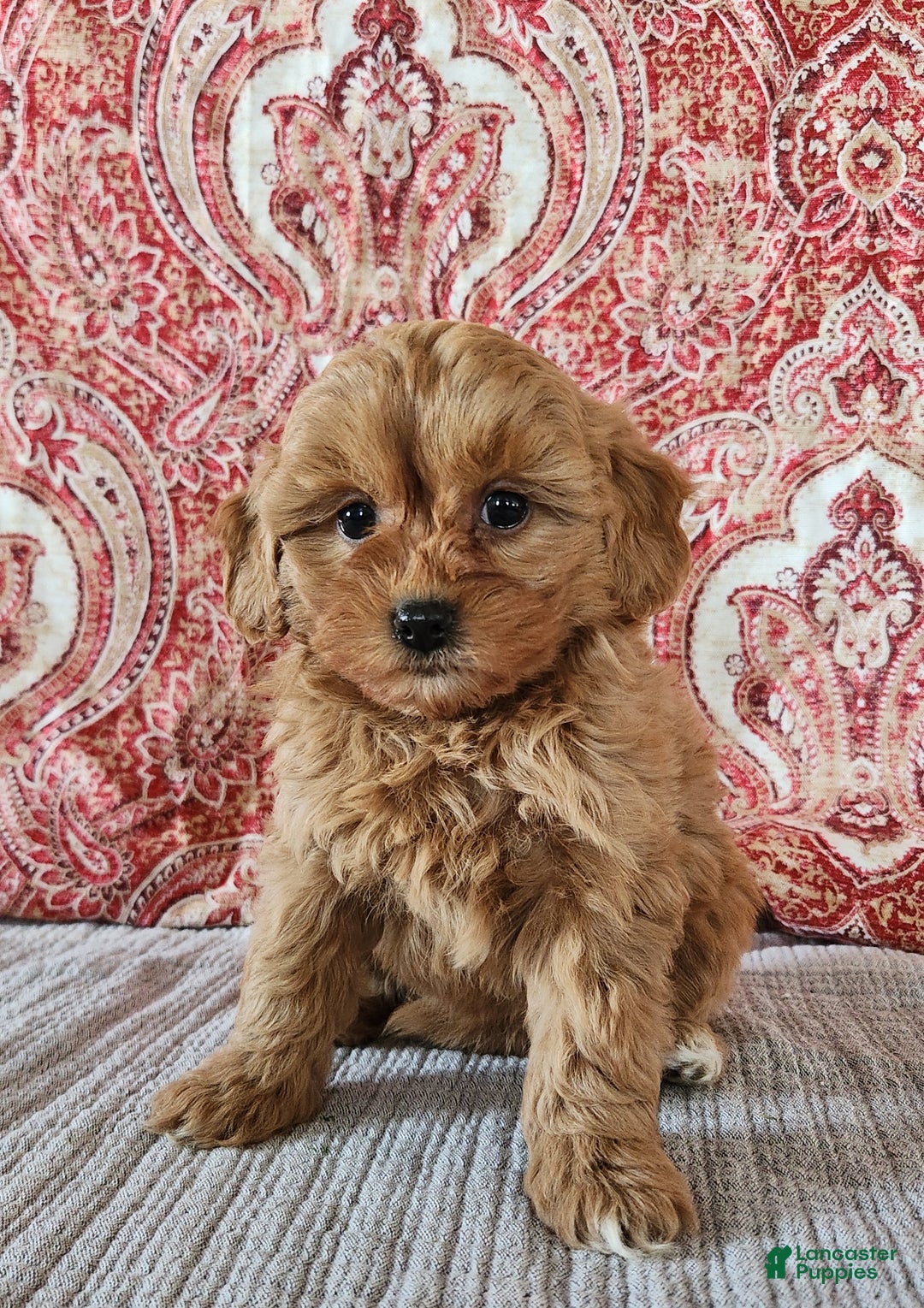 Mini Goldendoodle dogs for sale: Frances  - Ad 3