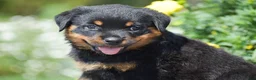 Rottweiler dogs for sale: Oaklynn - Ad 1