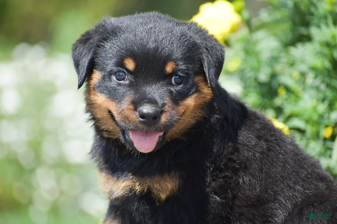 Rottweiler dogs for sale: Oaklynn - Ad 1