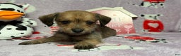 Mixed Breed dogs for sale: Amazon - Ad 1