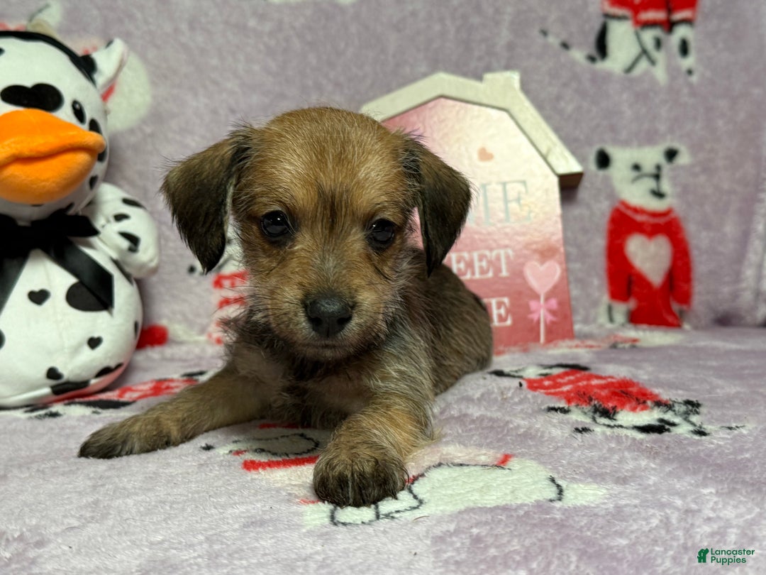 Mixed Breed dogs for sale: Amazon - Ad 1