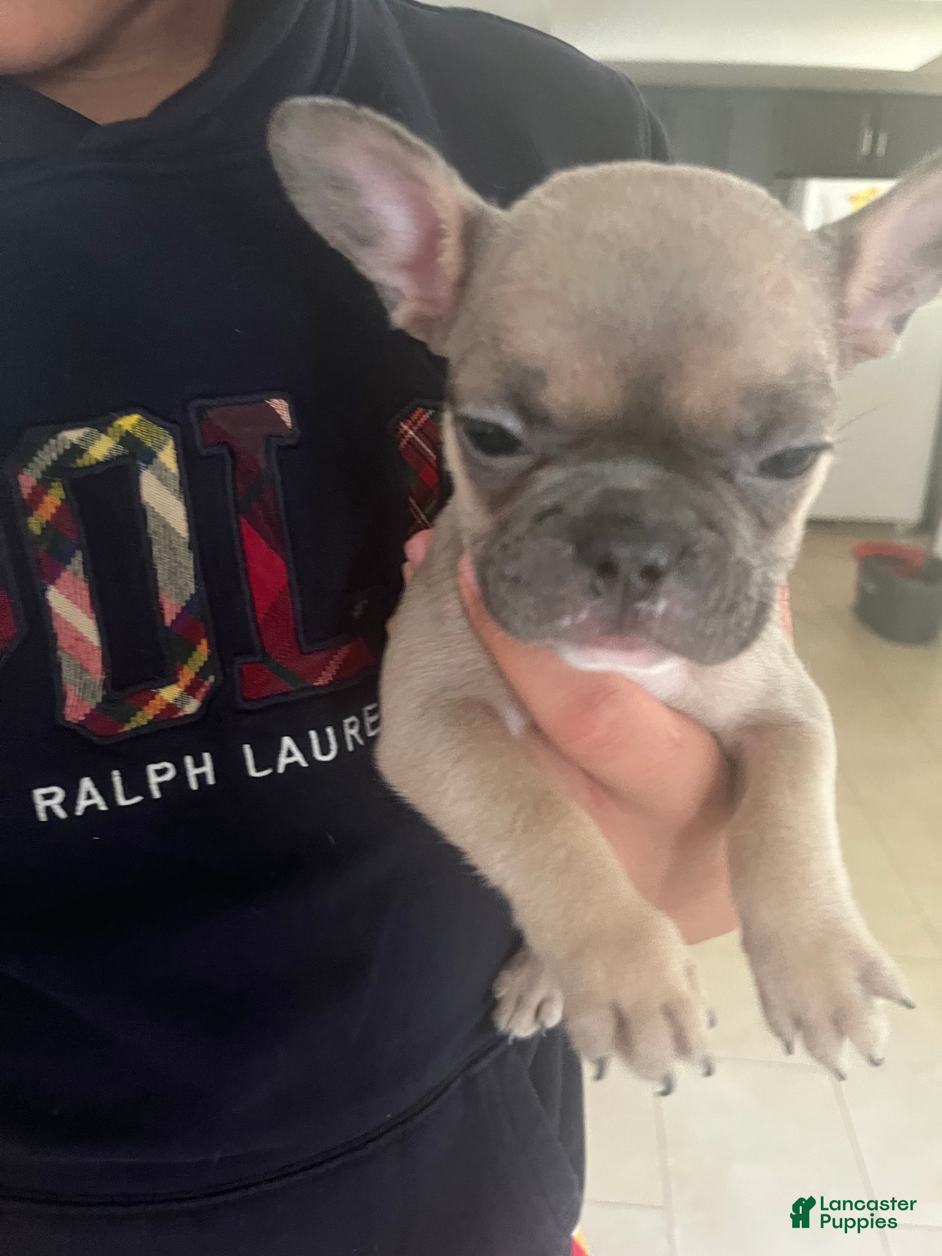 French Bulldog dogs French Bulldog 3 - Ad 41