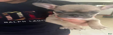 French Bulldog 3