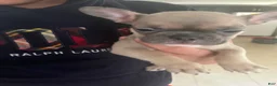 French Bulldog dogs for sale: French Bulldog 3 - Ad 1