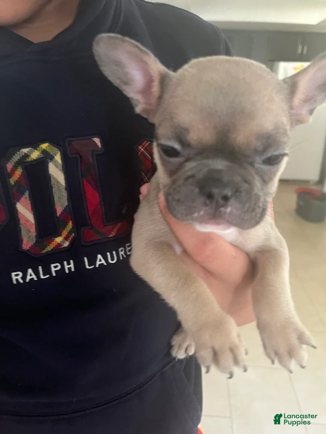 French Bulldog dogs for sale: French Bulldog 3 - Ad 1