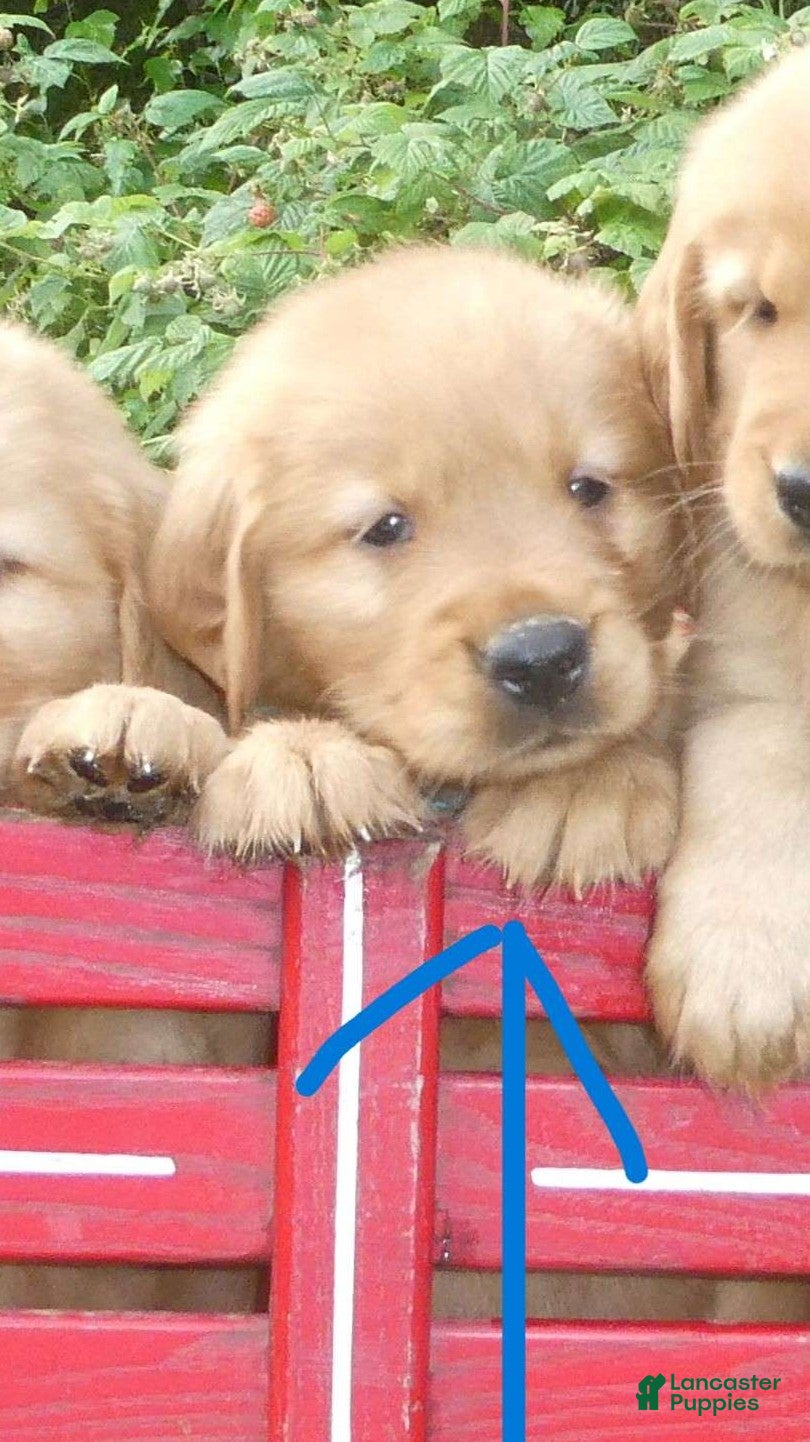Golden Retriever dogs Liberty - Ad 5