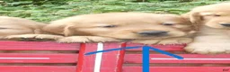 Golden Retriever dogs for sale: Liberty - Ad 1