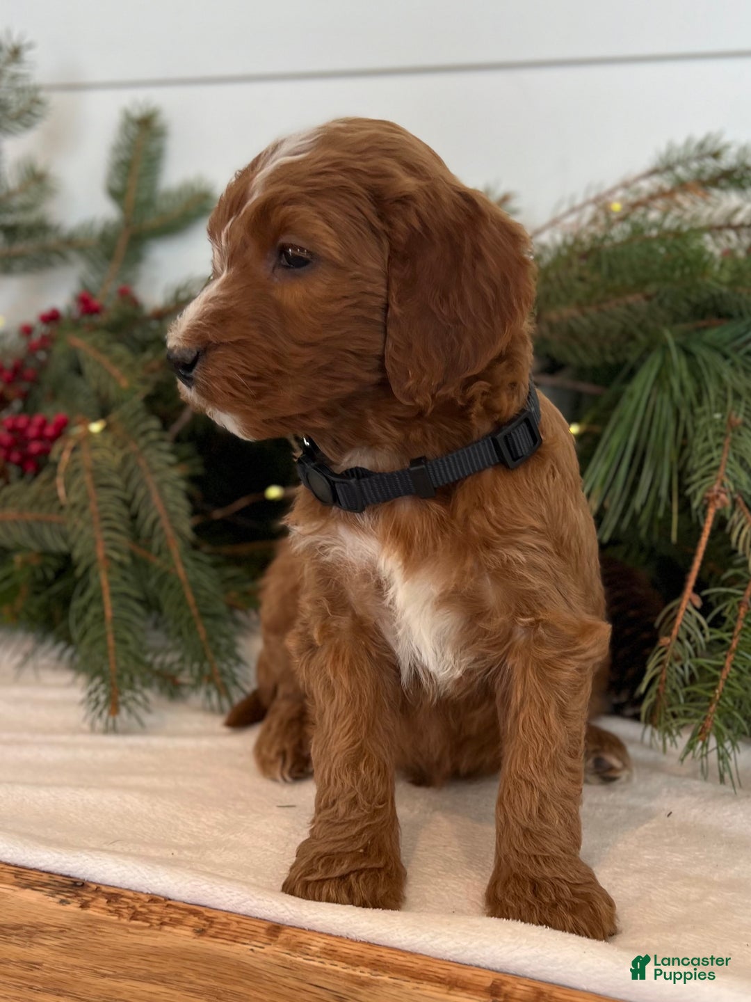 Irish Doodle dogs for sale: Holly - Ad 4