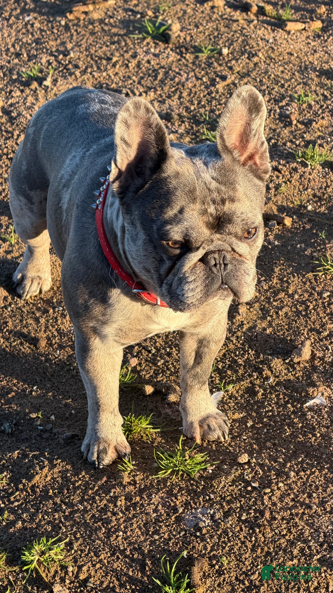 French Bulldog dogs for sale: French Bulldog Puppy 2 - Ad 8