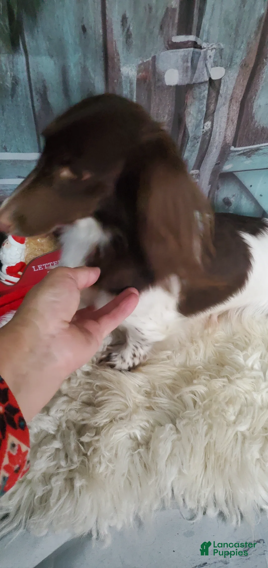 Miniature Dachshund dogs for sale: Miniature Dachshund Puppy 4 - Ad 3