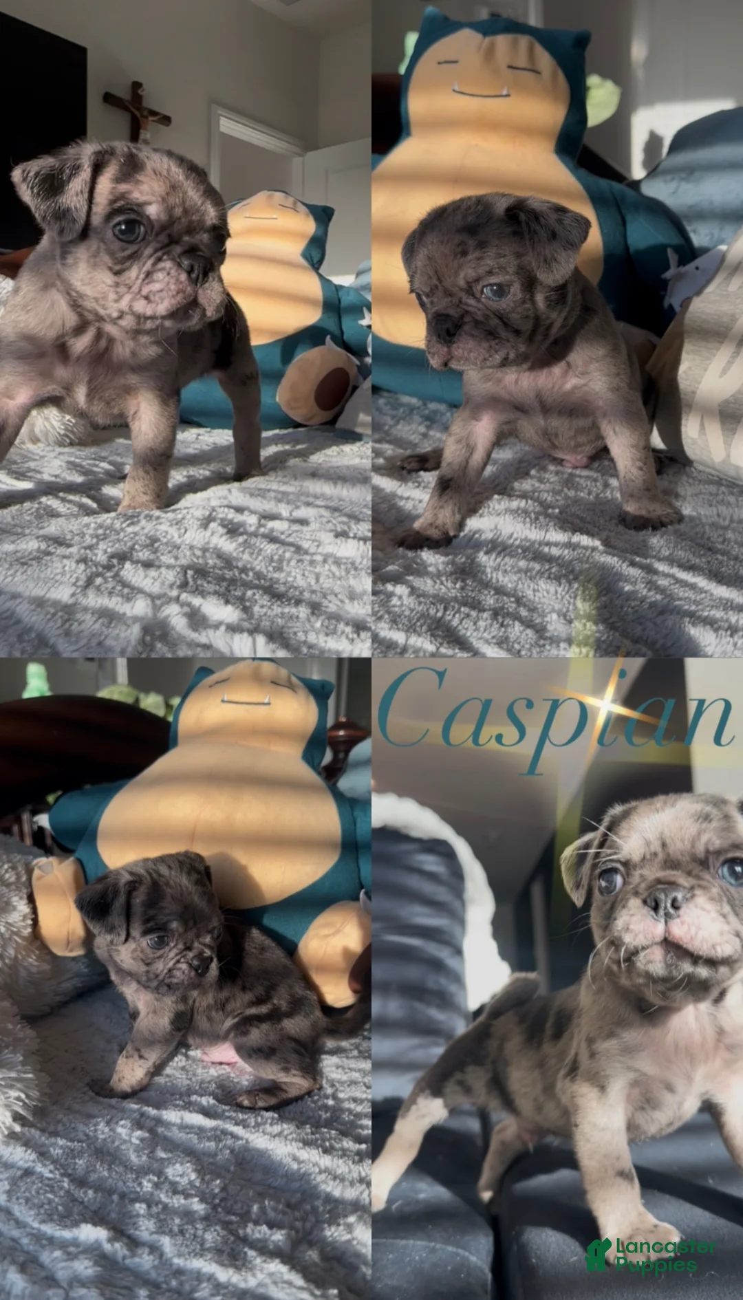 Pug dogs for sale: Caspian - Ad 1