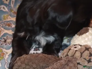 Shih Tzu dogs Shih Tzu Puppy 1 - Ad 3