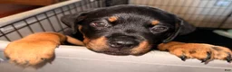 Rottweiler dogs for sale: Ruby - Ad 7