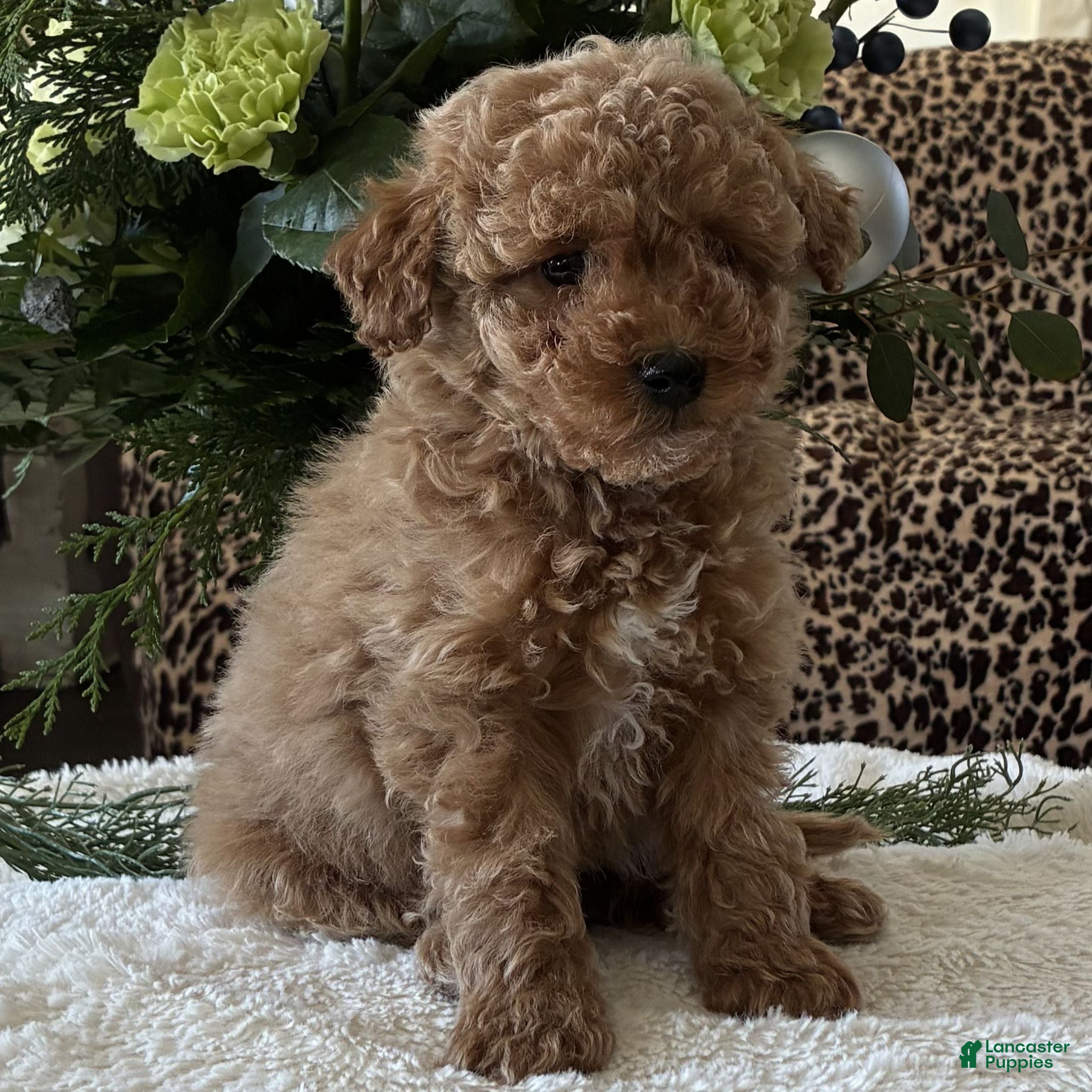 Toy Poodle dogs Remi  - Ad 33