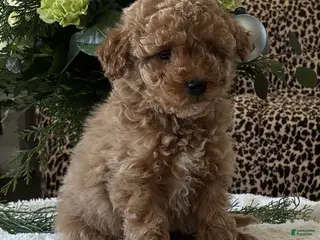 Toy Poodle dogs Remi - Ad 10