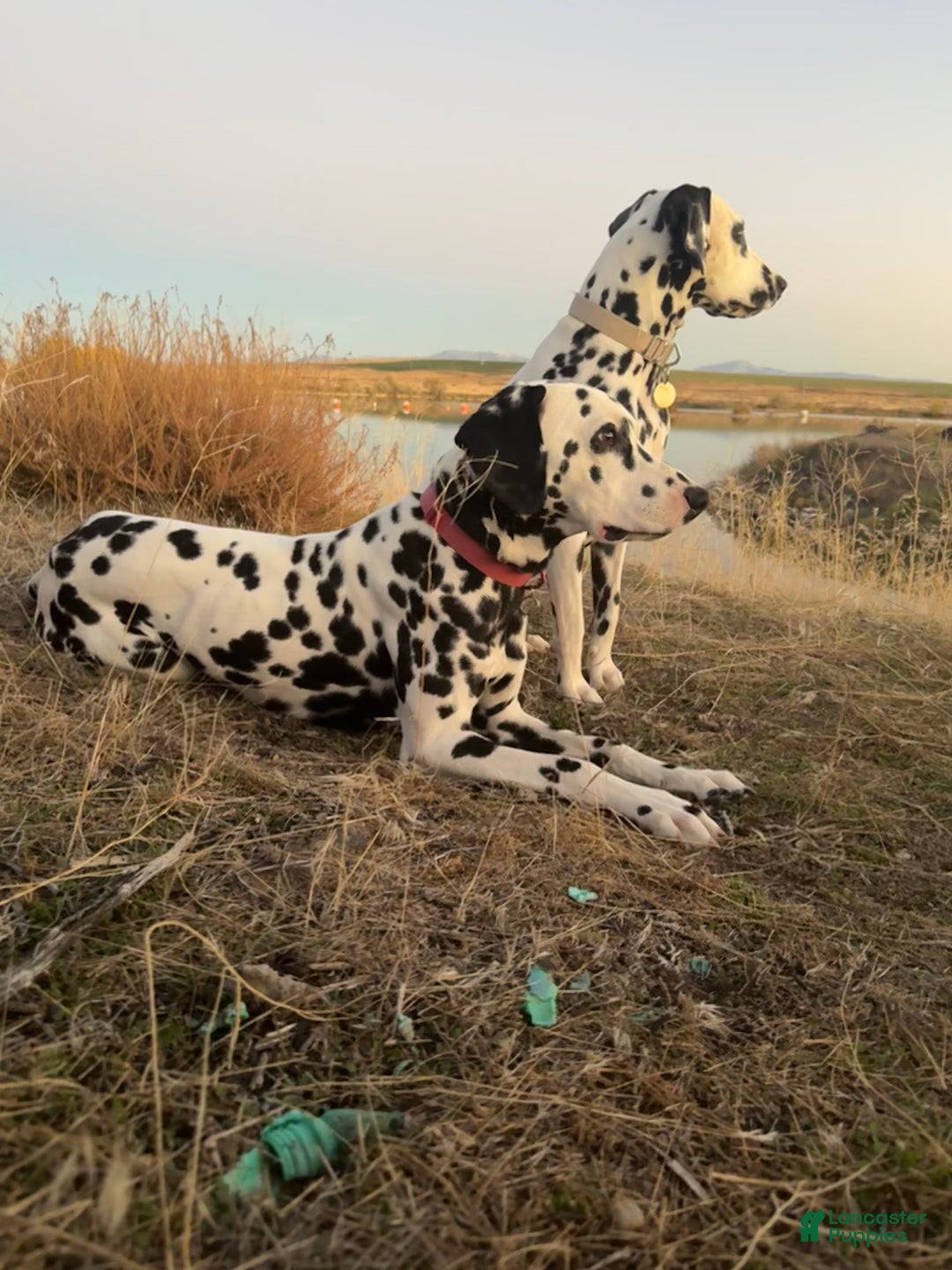 Dalmatian dogs for sale: Lila - Ad 12