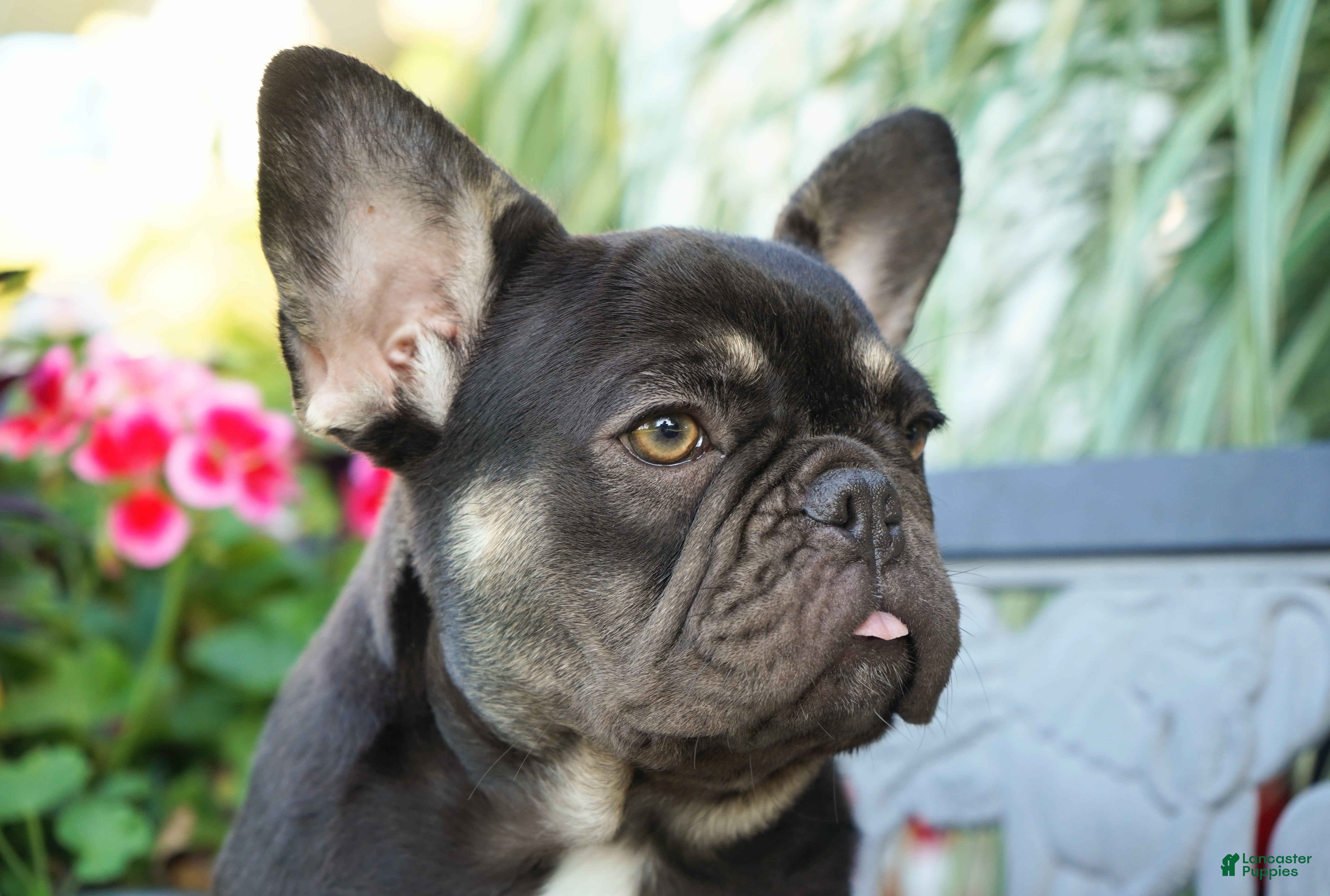 French Bulldog dogs Mochi - Ad 2