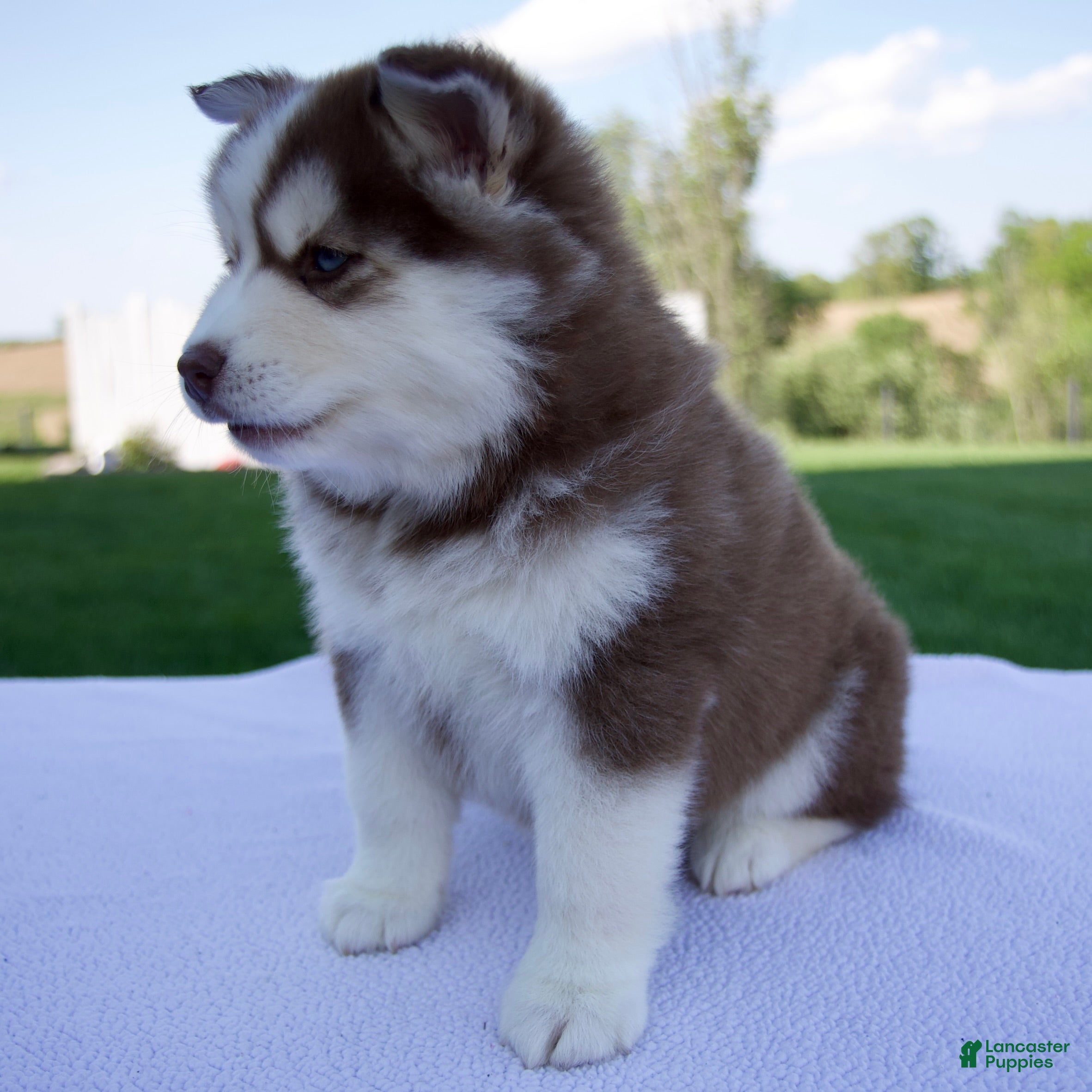 Pomsky dogs Sabrina - Ad 2