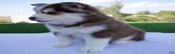 Pomsky dogs for sale: Sabrina - Ad 2
