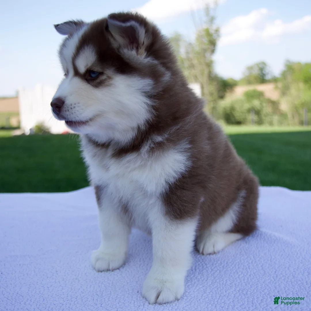 Pomsky dogs for sale: Sabrina - Ad 2