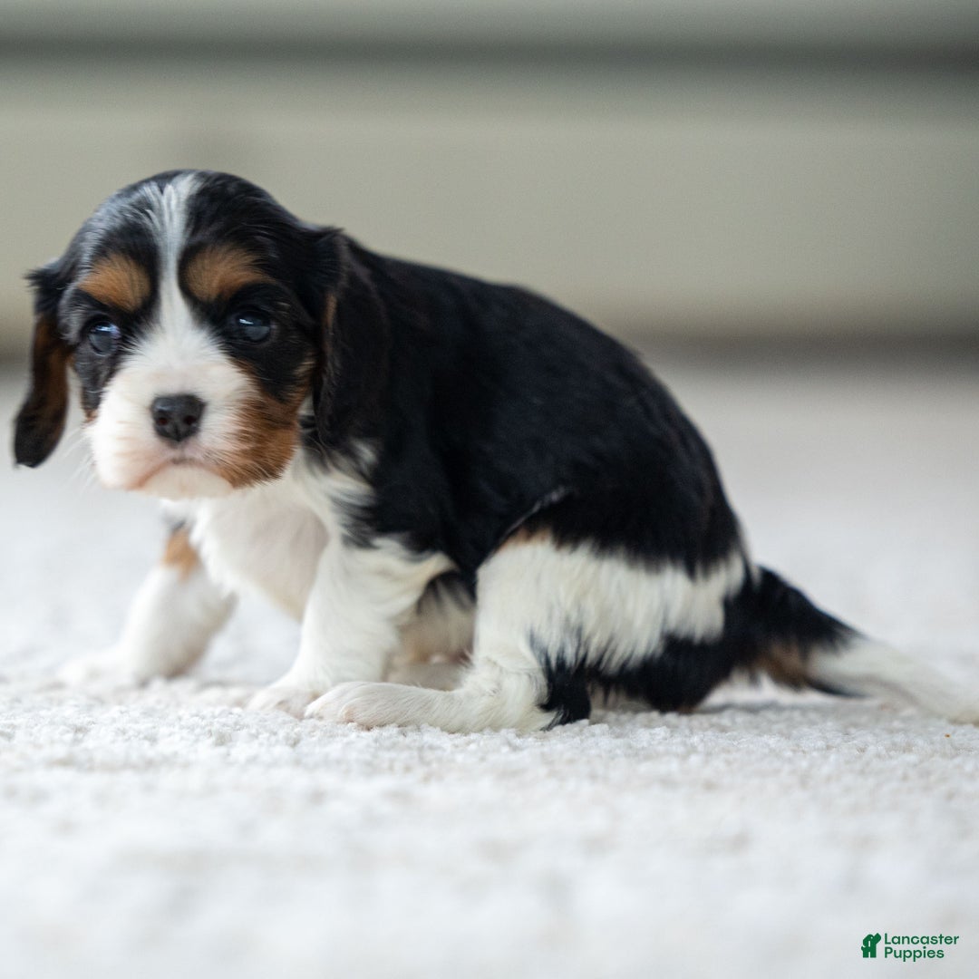 Cavalier King Charles Spaniel dogs for sale: Violet the Cavalier King Charles Spaniel - Ad 1