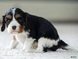 Cavalier King Charles Spaniel dogs Violet the Cavalier King Charles Spaniel - Ad 31