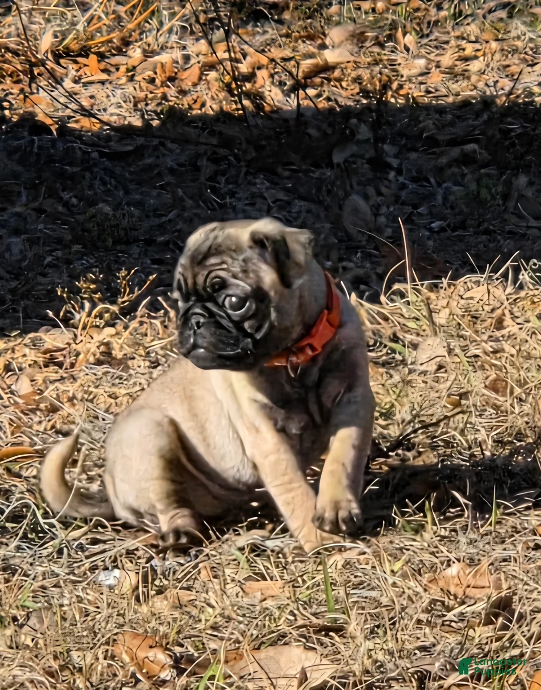 Pug dogs for sale: Lola - Ad 2