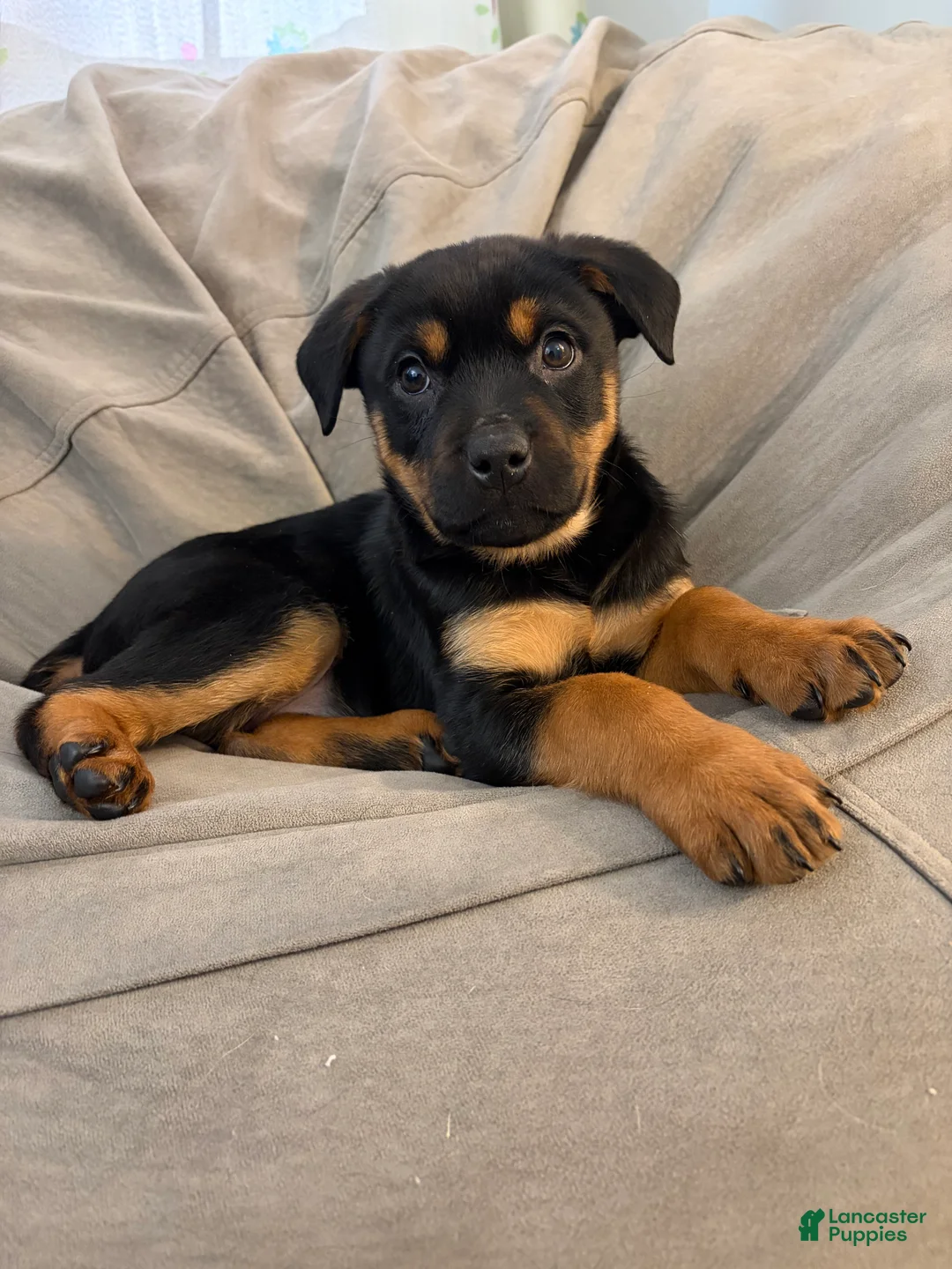 Rottweiler dogs for sale: Rottweiler Puppy 1 - Ad 1