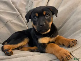 Rottweiler dogs Rottweiler Puppy 1 - Ad 4