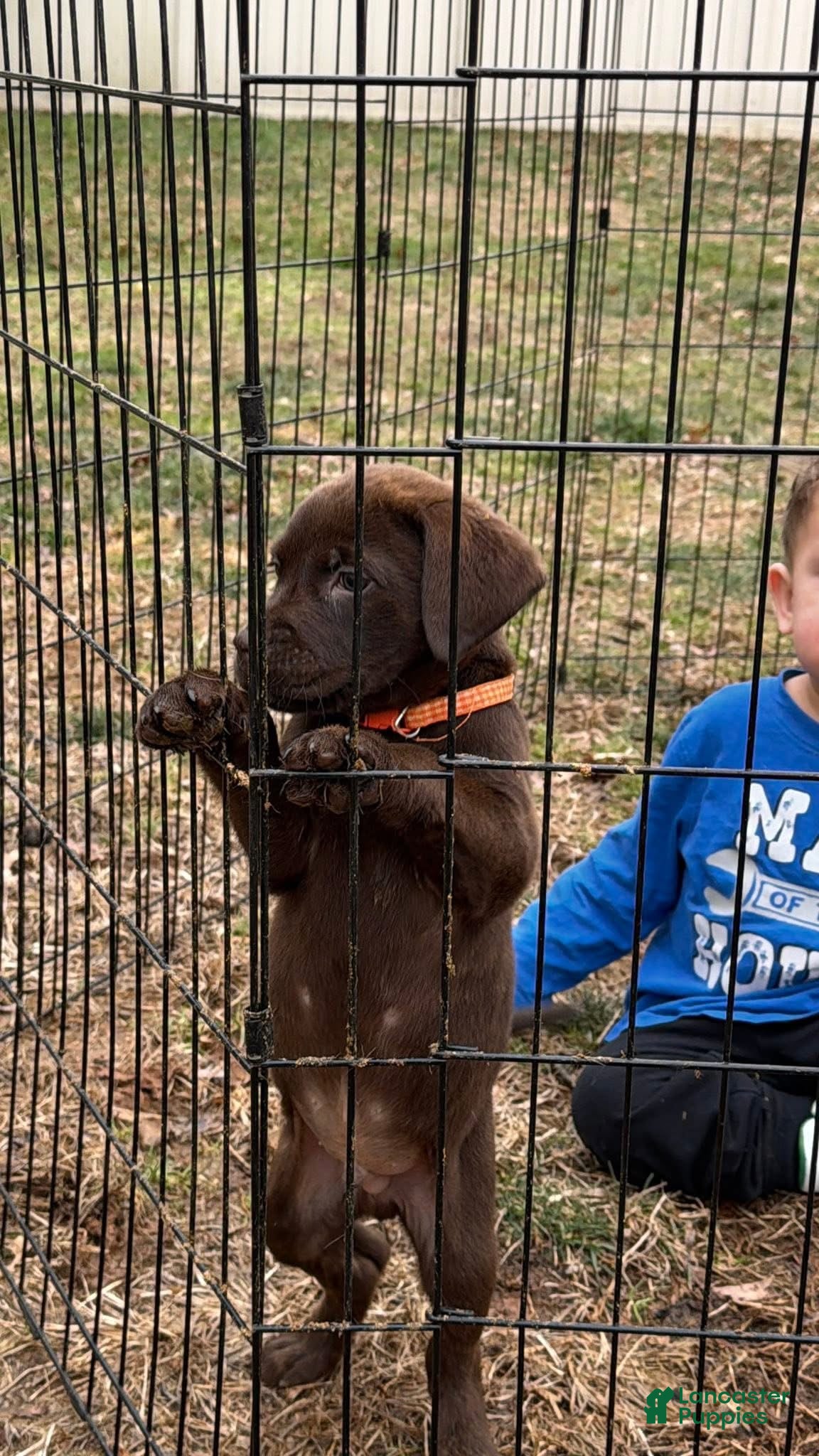Mixed Breed dogs Carmella / Cinimini / Honey / Albany / Mini zoo / midnight - Ad 8
