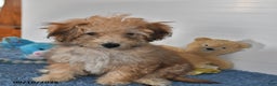 Bichpoo dogs for sale: Buster Brown - Ad 16