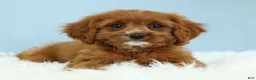 Cavapoo dogs for sale: Buckeye 🍦 - Ad 3