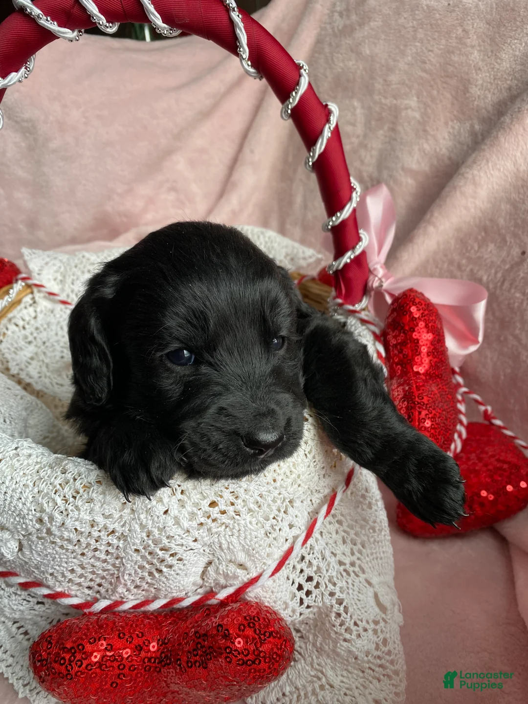 Mixed Breed dogs for sale: Shadow  - Ad 3