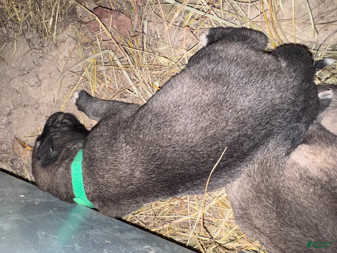 Mixed Breed dogs for sale: Anatolian/ Kangal- Green - Ad 2