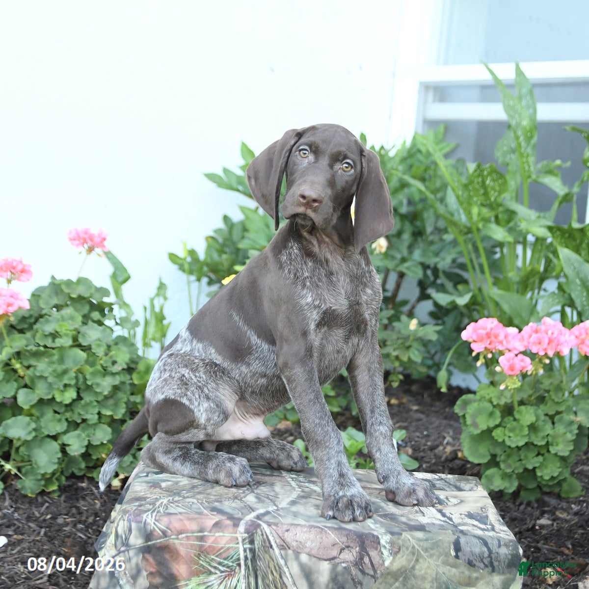 German Shorthaired Pointer dogs Cinnamon - Ad 1