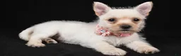 Cairn Terrier dogs for sale: Ava - Ad 2