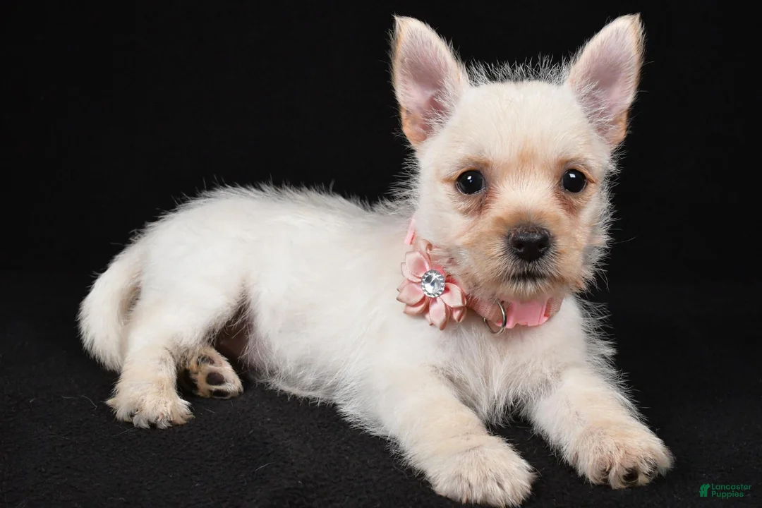 Cairn Terrier dogs for sale: Ava - Ad 2
