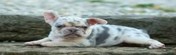 French Bulldog dogs for sale: Spencer 🐾 - Ad 29