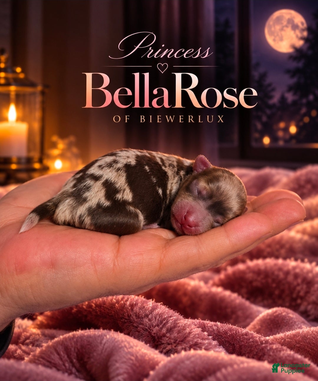 Yorkshire Terrier dogs for sale: Princess BellaRose/beautiful chocomerl  - Ad 11
